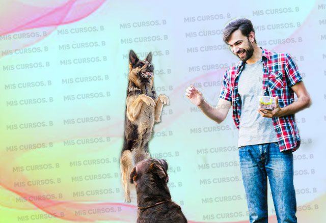 entrenamiento para perros de hogar 6538ddb7b1e7e